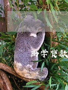助学贷款逾期 多久能消除 助学贷款逾期 多久能消除
